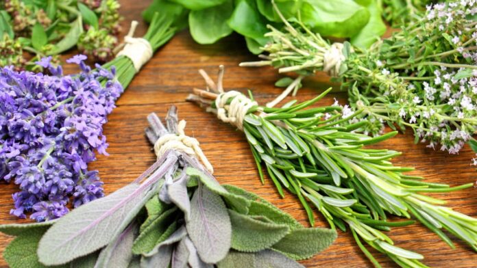 as-3-melhores-plantas-para-assustar-seus-ticks-de-jardim