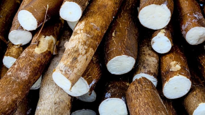 aprenda-a-maneira-certa-de-plantar-a-mandioca-e-colher-sem-sair-de-casa