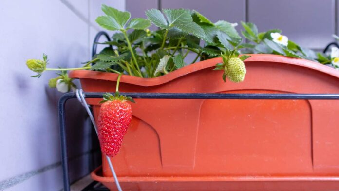 o-segredo-das-frutas-de-embarcacoes:-coleta-em-casa-mesmo-com-pouco-espaco