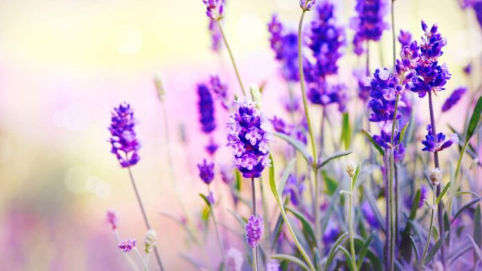 deixe-sua-casa-com-cheiro-com-perfume-artesanal-de-lavanda