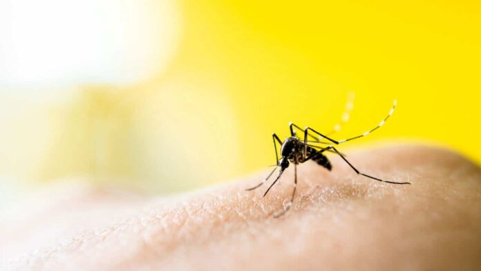 o-erro-comum-que-pode-estar-atraindo-mosquitos-sem-voce-notar!