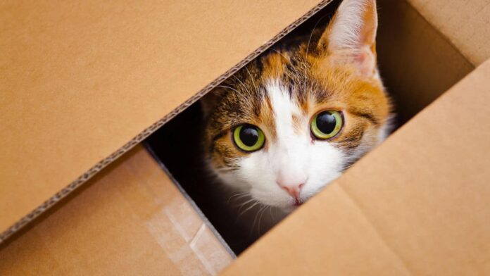 o-que-os-gatos-veem-nas-caixas-que-os-humanos-nao-conseguem-entender