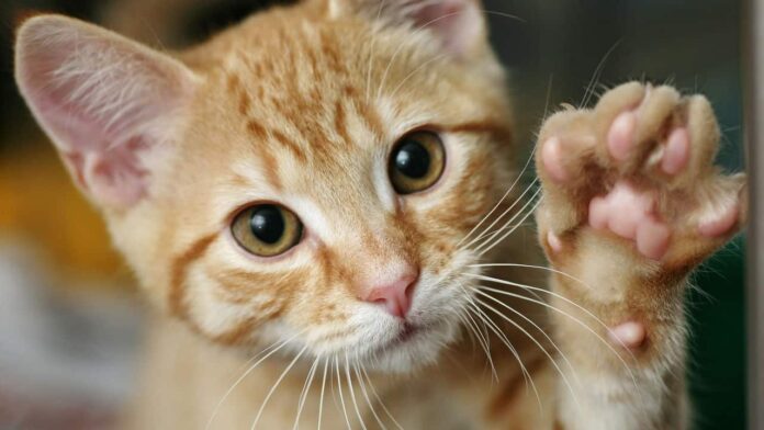 10-arranhoes-que-transformarao-a-rotina-do-seu-gato-agitado!