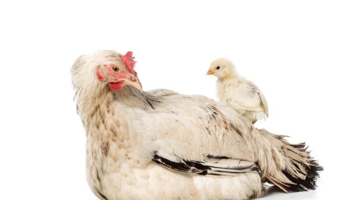 o-que-veio-primeiro:-o-ovo-ou-o-frango?-a-ciencia-resolve-o-quebra-cabeca