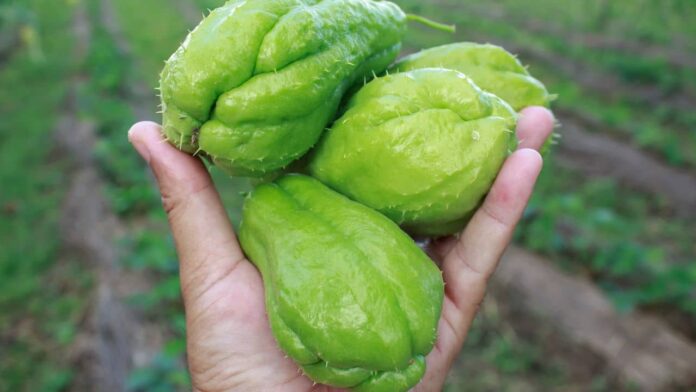 como-preparar-o-chayote-saboroso-que-agrada,-mesmo-aqueles-que-nao-gostam