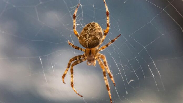 aprenda-a-afastar-aranhas-com-este-simples-truque-japones-e-sem-produtos-quimicos