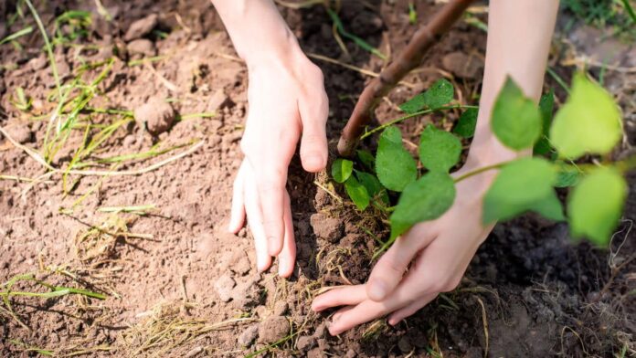 solucoes-naturais-para-solo-de-argila-recomendado-por-especialistas-em-jardins