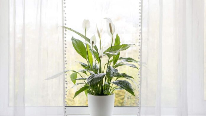 5-faceis-plantas-de-cuidado-que-se-encaixam-em-qualquer-espaco
