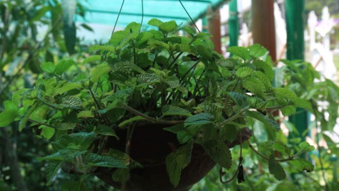 planta-no-lugar-certo:-feng-shui-revela-o-segredo-para-trazer-prosperidade-para-sua-casa