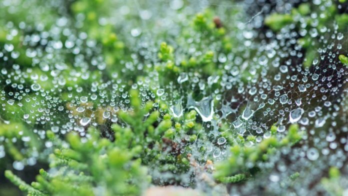 como-os-jardins-podem-segurar-agua-da-chuva-e-evitar-inundacoes