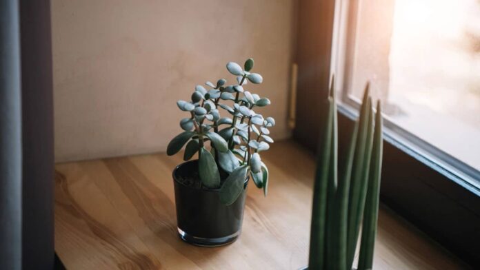 as-melhores-plantas-feng-shui-que-atraem-prosperidade-e-sorte-para-a-casa