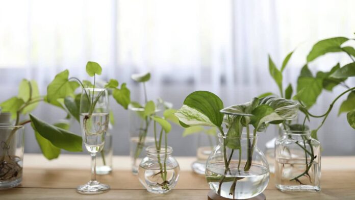 as-7-plantas-que-nao-morrem-quando-voce-esquece-de-rega-las