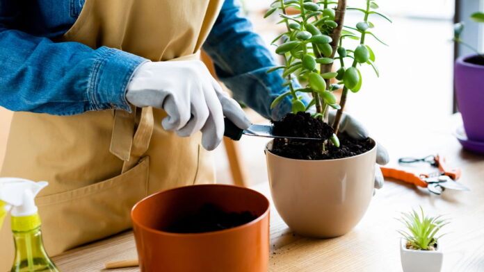 como-configurar-um-jardim-pratico-com-especiarias-que-resistem-ao-calor