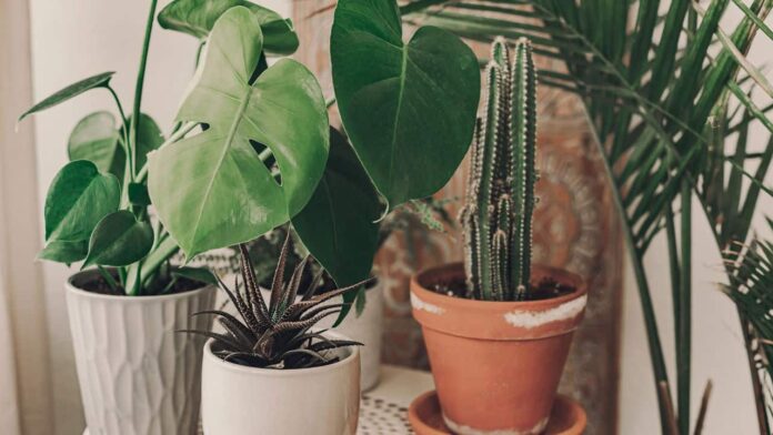 os-truques-infaliveis-para-manter-suas-plantas-sempre-saudaveis