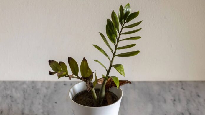 a-planta-que-traz-sorte-e-dinheiro-para-aqueles-que-tomam-cuidado-com-carinho
