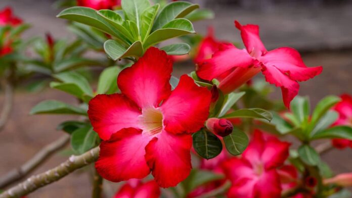 truque-simples-para-fazer-florescer-rosa-rosa-com-mais-frequencia