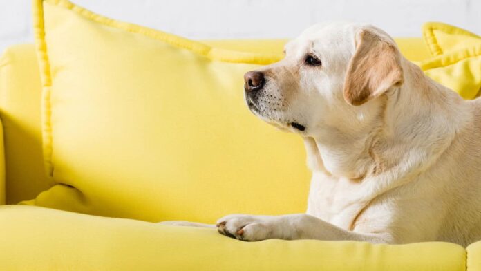 a-nova-decisao-do-stj-sobre-animais-em-condominios-preocupa-os-donos-de-animais-de-estimacao