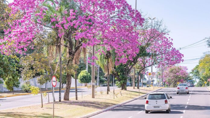novo-ranking-revela-que-e-a-cidade-mais-arborizada-do-brasil