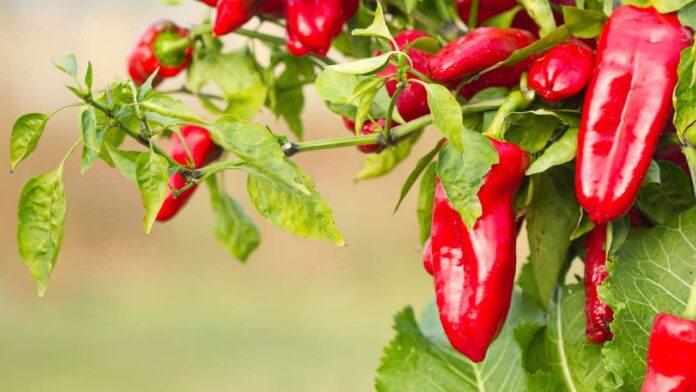 o-segredo-para-cultivar-embarcacoes-de-maneira-facil