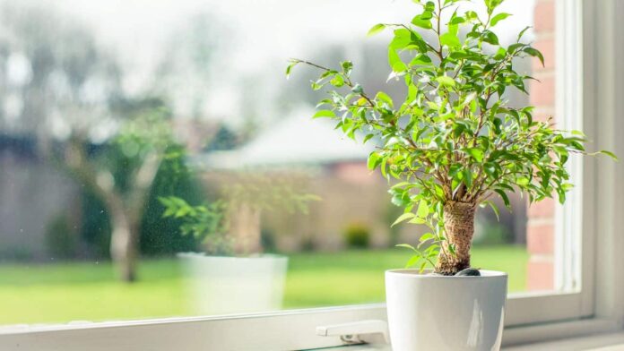 como-escolher-a-planta-ideal-para-o-seu-signo-e-equilibrar-corpo-e-espirito