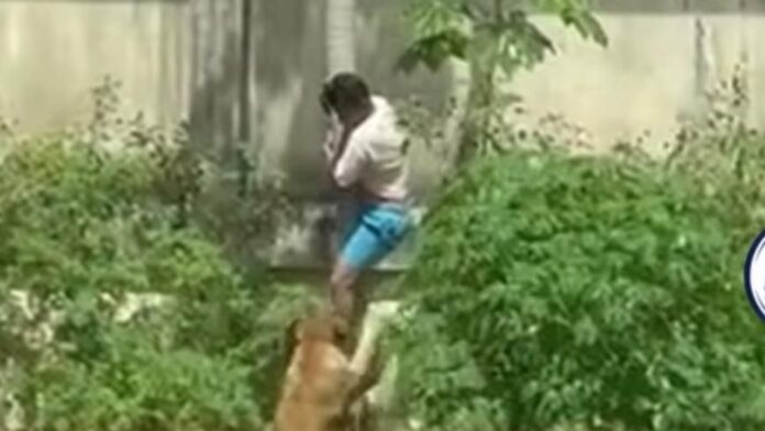 homem-morre-dentro-de-jaula-de-leao-na-paraiba-e-video-viraliza-nas-redes-sociais