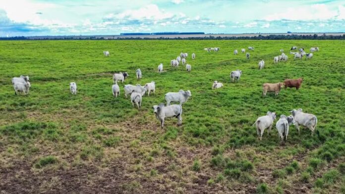 fenomeno-climatico-pode-reduzir-producao-de-carne-e-elevar-custos-no-campo
